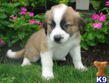 Saint Bernard Puppies for Sale